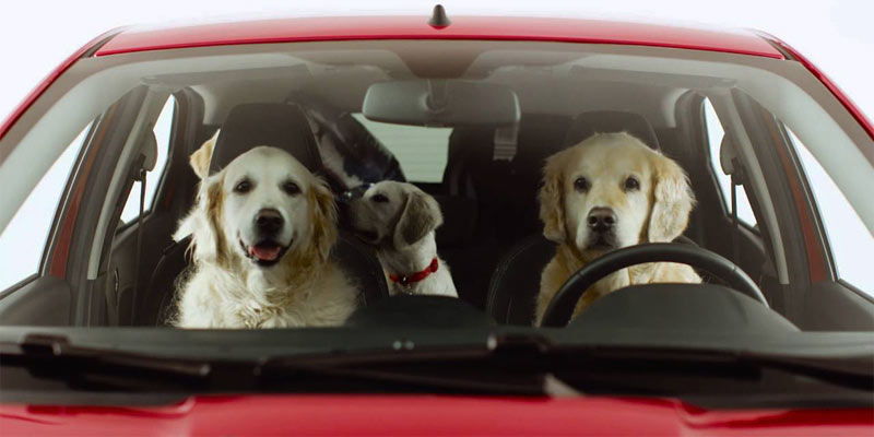 Interior de un Ford Ka+ con perros en los asientos