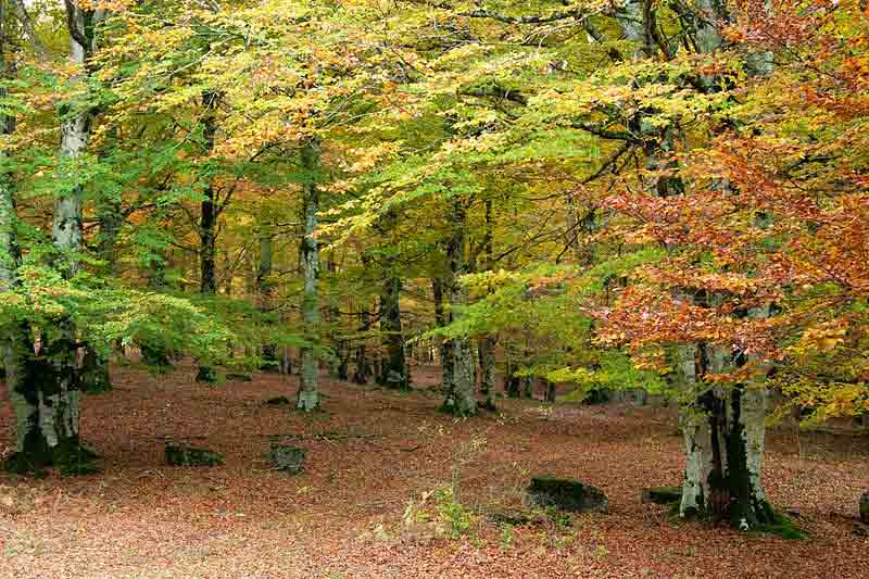 Parque natural de Urbasa