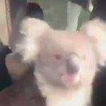 Koala en el coche, portada