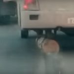 Rueda de repuesto, un tronco