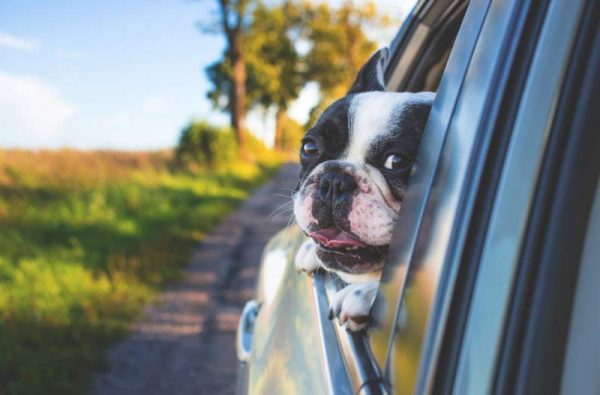 perro de raza bulldog francés asomado en la ventanilla trasera de un coche