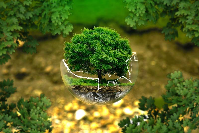 arbol dentro de un cristal roto-RSE